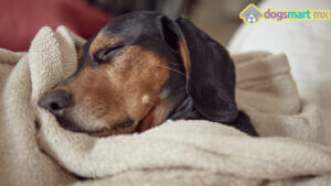 Lee más sobre el artículo Hábitos para dormir de los perros