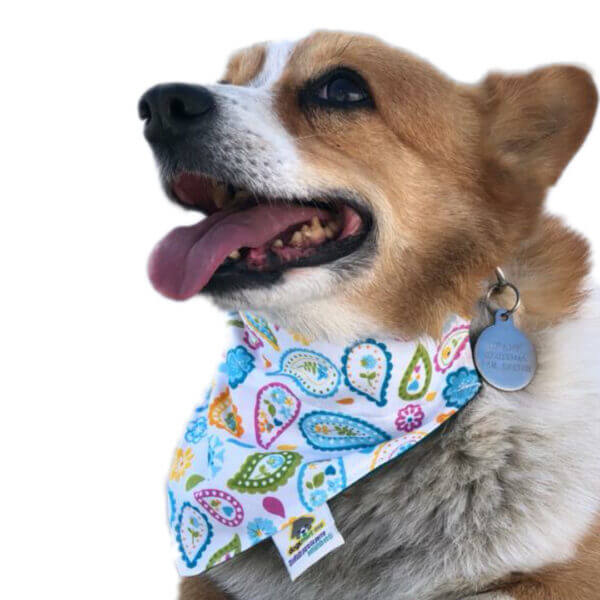 bandana para perro