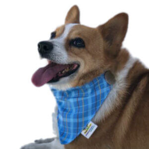 Bandana para perro Mod. Escocés Azul