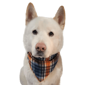 Bandana (paliacate) para perro Escocés Naranja