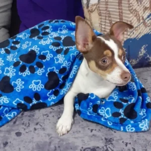 Frazada para mascota Paw Shade Azul